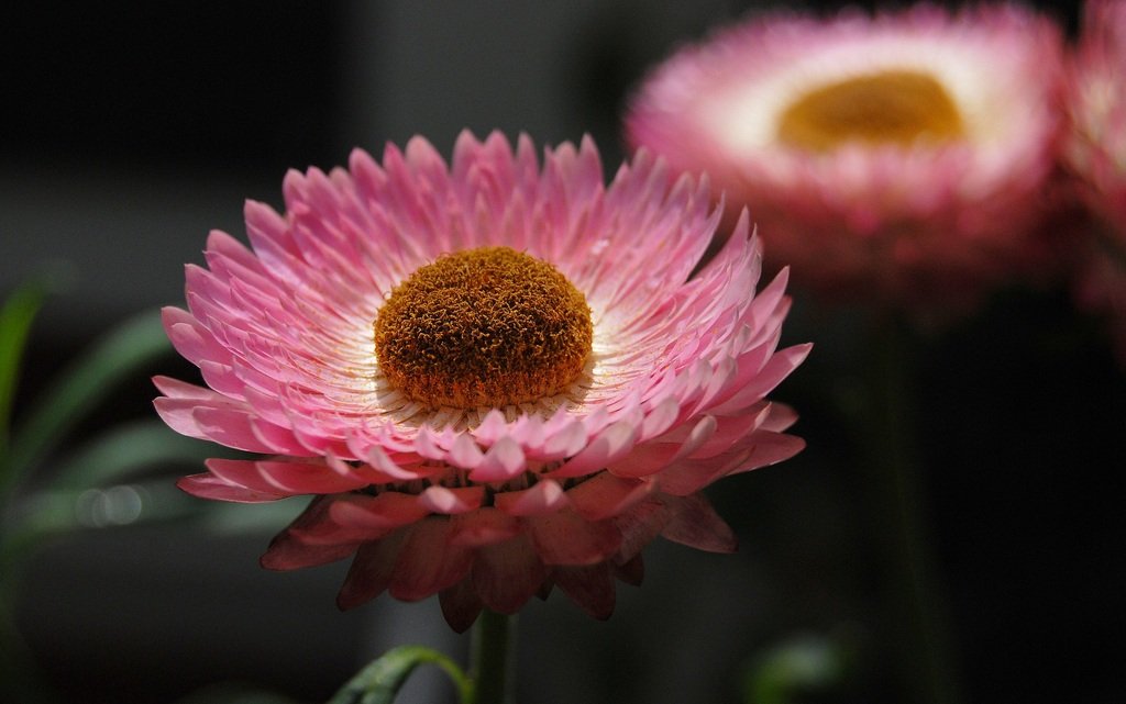 New Documentary Exposes Controversial Truths about Historical Event blossom plant photography flower petal daisy 1101297 pxhere.com
