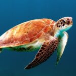 sea water ocean biology turtle sea turtle 13831 pxhere.com