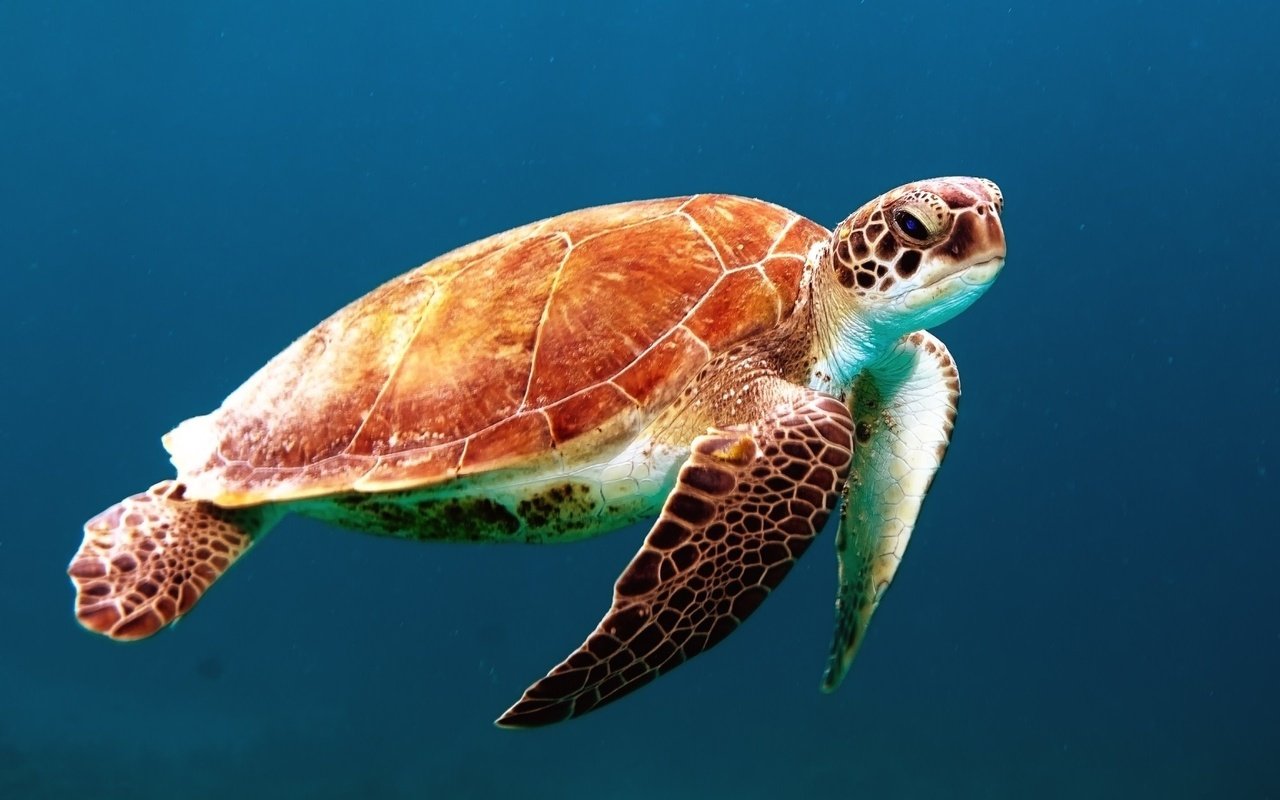 sea water ocean biology turtle sea turtle 13831 pxhere.com